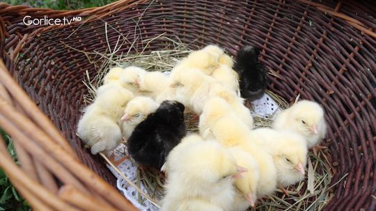 Życzenia wielkanocne od Michała Diducha – Zastępcy Wójta Gminy Sękowa