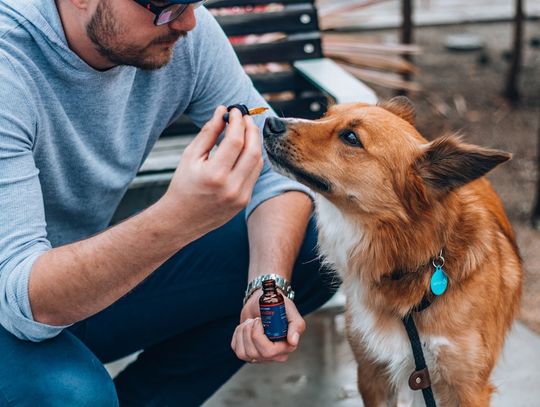 9 właściwości olejków CBD dla psa, o których warto wiedzieć
