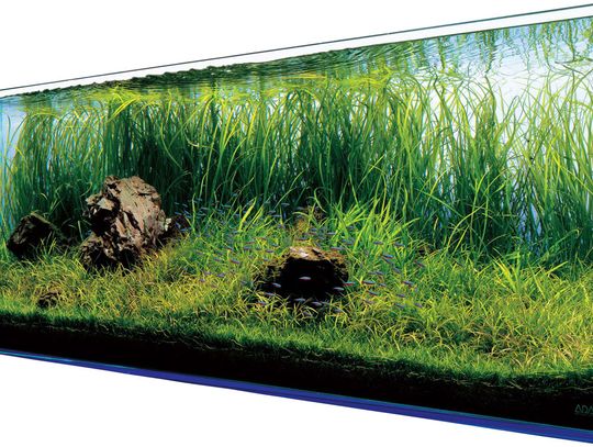 Akwarium w domu to nie tylko ozdoba