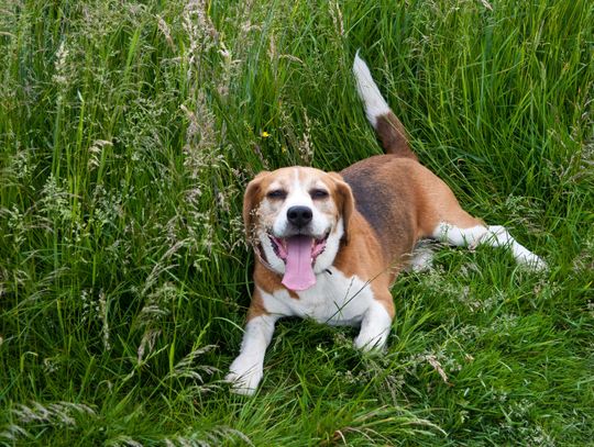 Co jedzą psy beagle? Porady i wskazówki dotyczące żywienia