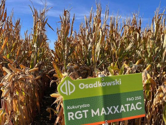 Co siać na gorszych stanowiskach?