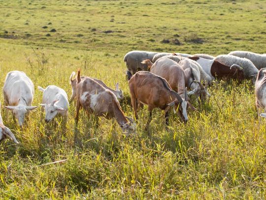 Colostrum kozie — co warto o nim wiedzieć?