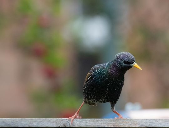 Czy głośny dzwiękowy odstraszacz na szpaki może przeszkadzać sąsiadom?