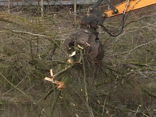 Deweloper wyciął 170 drzew w centrum Szczecina. "Wchodziły w kolizję z planowaną przez niego inwestycją"