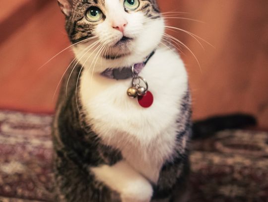 Drapak dla kota - Dlaczego warto?