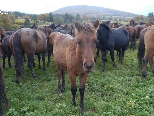 Dzień Koniarza w Regietowie