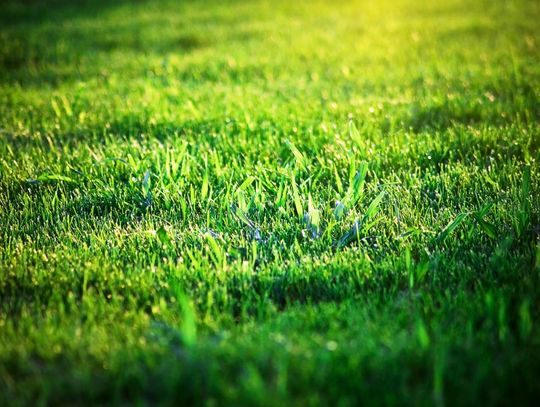 Efektywna pielęgnacja ogrodu? Postaw na kosiarki traktorki Oleo Mac
