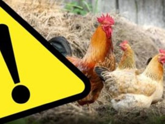 Komunikat dotyczący wystąpienia ptasiej grypy - obszar zagrożony na terenie gminy Sękowa
