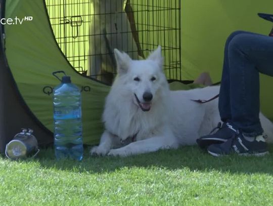 Krajowa Wystawa Psów Rasowych w Gorlicach