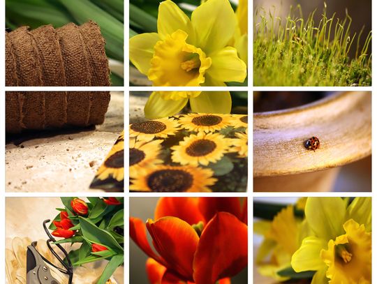 Nasiona kwiatów do przydomowego ogrodu