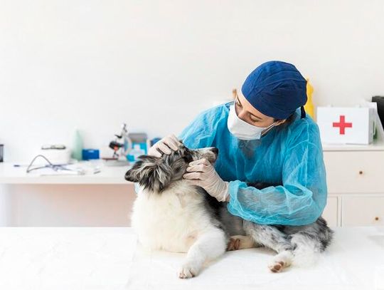 Opieka nad psem, kotem i królikiem. Co należy wiedzieć o szczepieniu i żywieniu pupila?