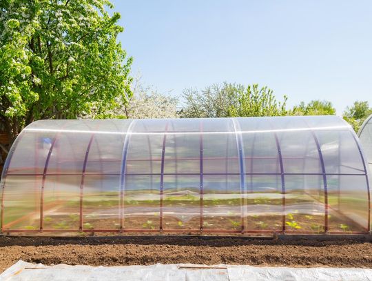 Przepuszczalność światła w foliach ogrodniczych ? ile procent potrzebują rośliny?