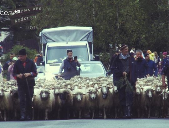 Redyk przeszedł przez Beskid Niski