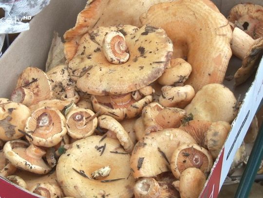 Rydzowa Jesień przyciągnęła setki miłośników grzybów, muzyki, kultury i regionalnych atrakcji