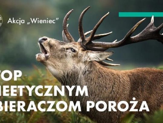 Stop nieetycznym zbieraczom poroża - akcja "Wieniec"