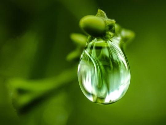 Wpływ antyoksydantów na zdrowie