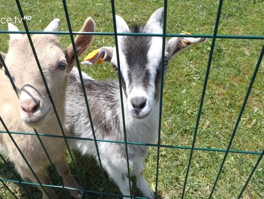 Zapraszamy na Piknik Integracyjny „Most do Samodzielności” do Mini ZOO w Zdyni