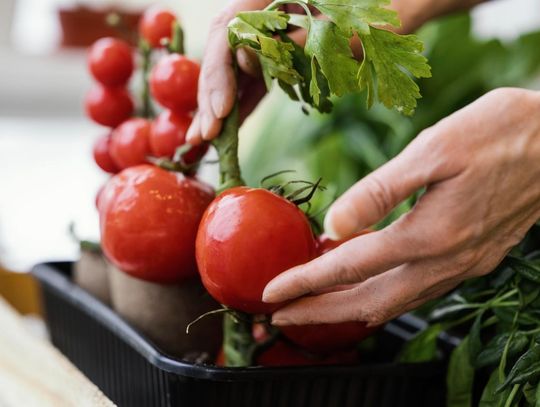 Zrób własne sadzonki! Kiedy siać pomidory, by mieć rekordowe plony