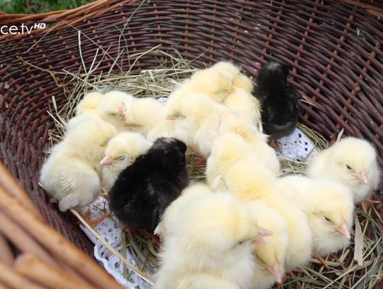 Życzenia wielkanocne od Michała Diducha – Zastępcy Wójta Gminy Sękowa