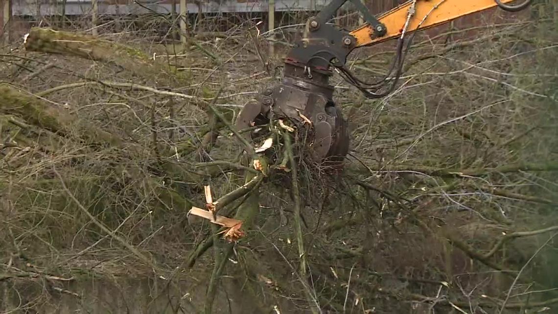 Deweloper wyciął 170 drzew w centrum Szczecina. "Wchodziły w kolizję z planowaną przez niego inwestycją"