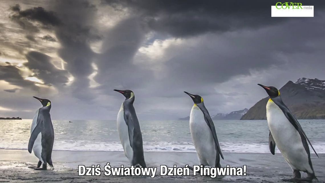 Dziś Światowy Dzień Pingwina! Zobaczcie te przepiękne zdjęcia