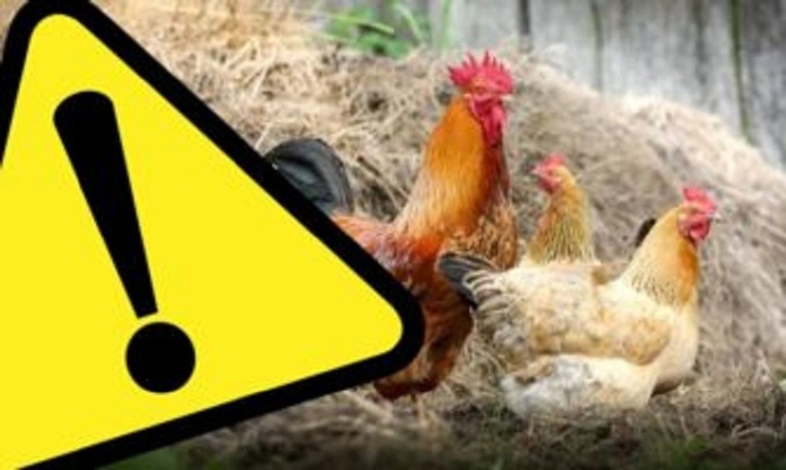 Komunikat dotyczący wystąpienia ptasiej grypy - obszar zagrożony na terenie gminy Sękowa