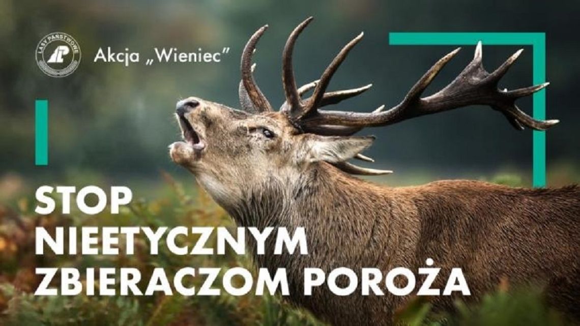 Stop nieetycznym zbieraczom poroża - akcja "Wieniec"