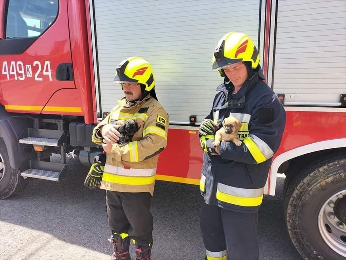 Strażacy z Biecza uratowali topiące się psy 